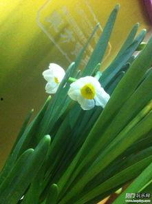 水仙花娱乐,揭秘我国新兴娱乐产业的璀璨星河